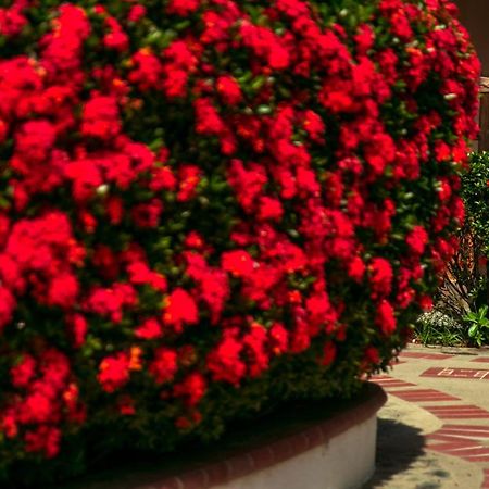 Hosteria Tonusco Campestre Santa Fe de Antioquia Eksteriør billede